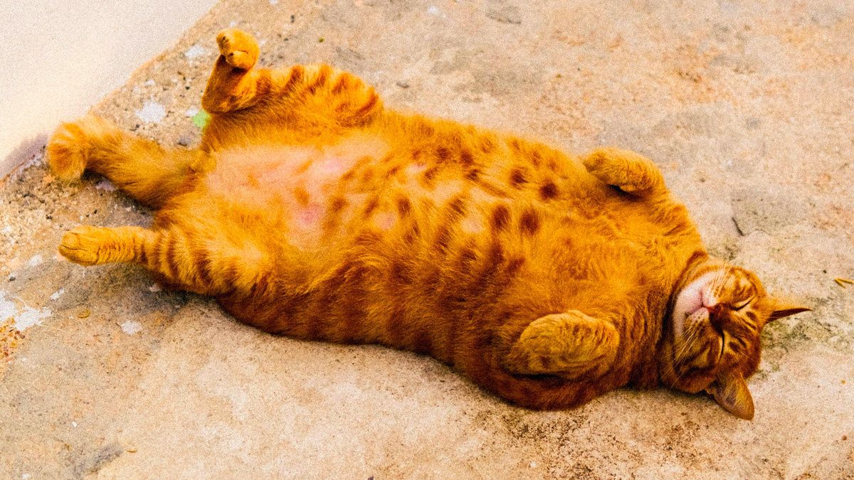 Достигните идеальной фигуры: 12 увлекательных способов похудеть