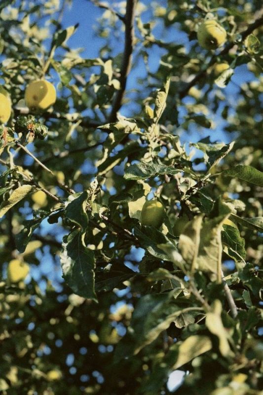 Сны о яблонях: как природные символы влияют на наше подсознание