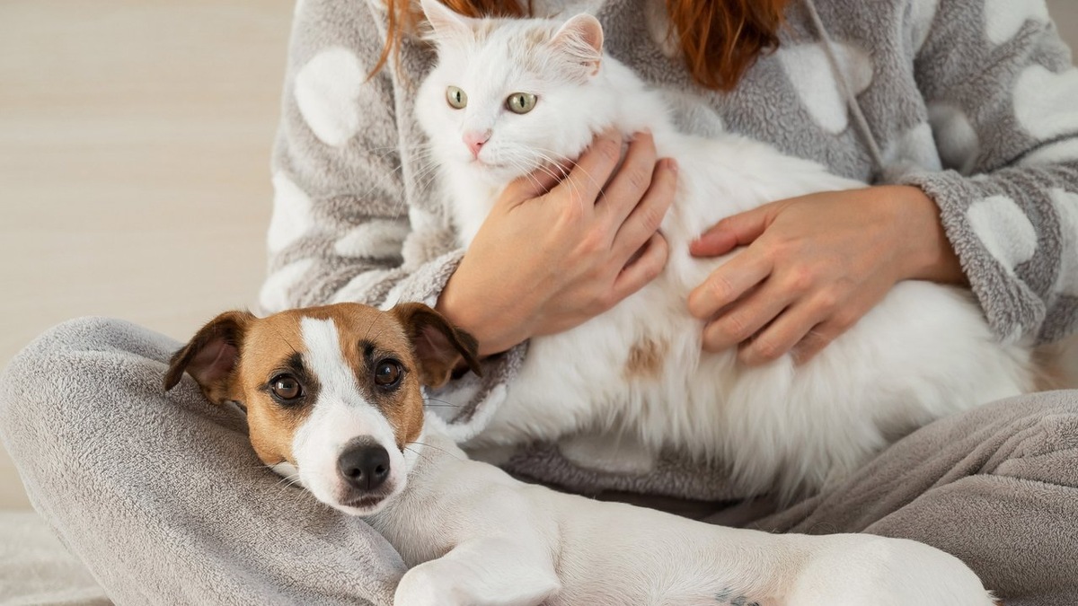 Как питомцы выражают свою любовь: собаки против кошек