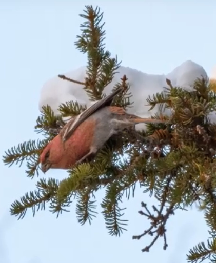 Предвестники весны: время обновления и желания