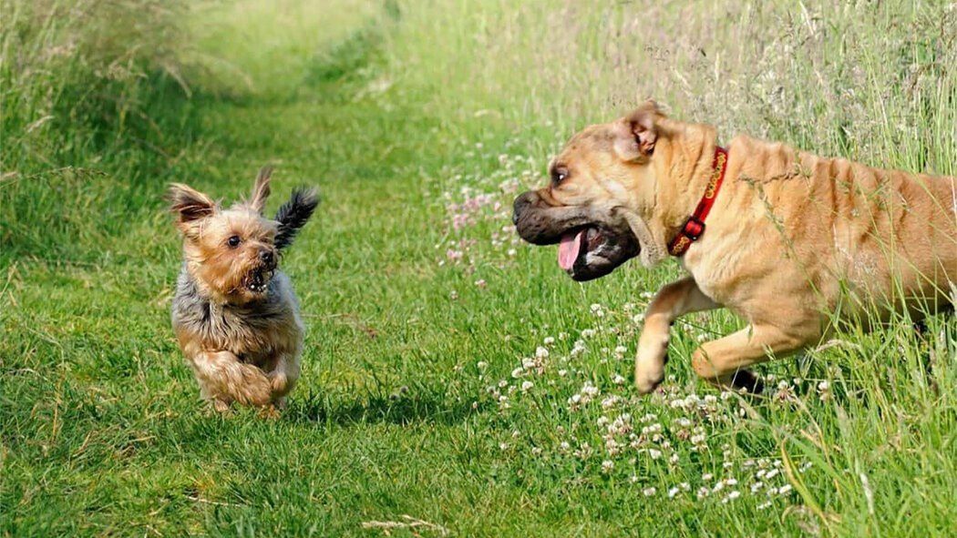 Когда лай не страшит: Уроки о стыде и самозащите