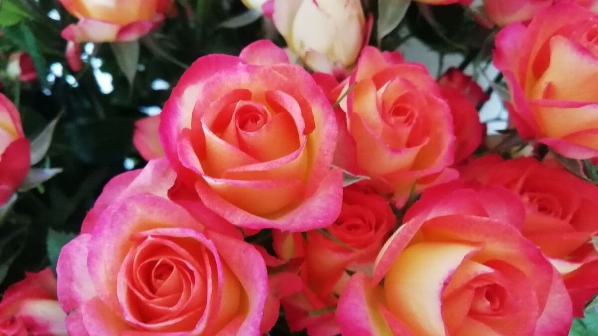 Опрос revela расчетливость женщин в подготовке ко Дню святого Валентина