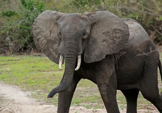 Удивительный мир рекордсменов