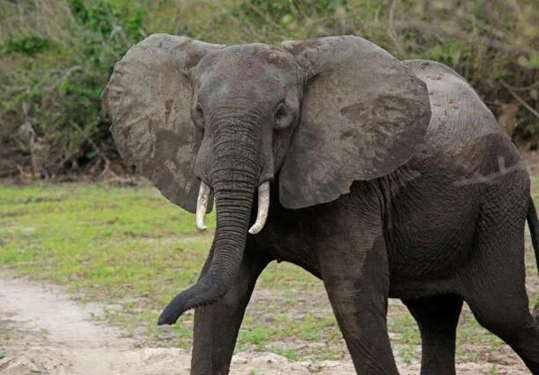 Удивительный мир рекордсменов