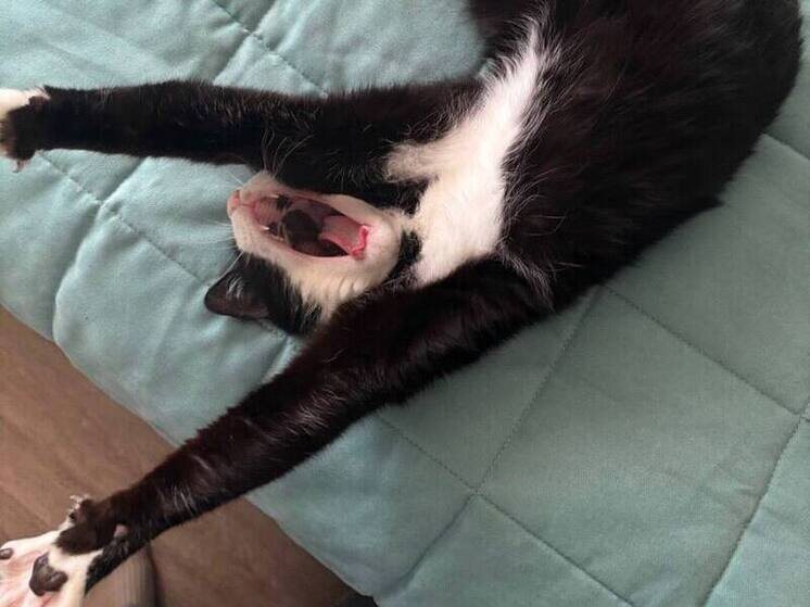 Как крик может помочь снять напряжение в конфликтной ситуации