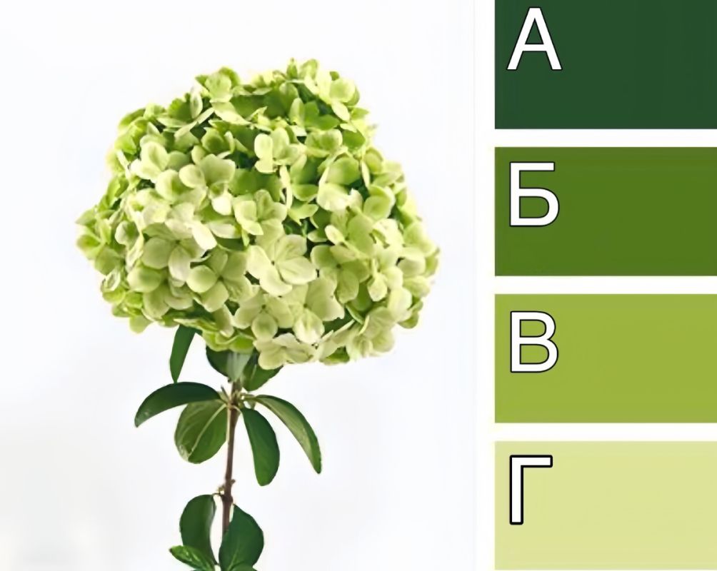 Необычный цветовой тест, который раскрывает ваш интеллектуальный потенциал