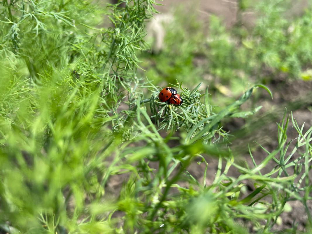 ��������� ����� ������ �������: ������������� ����� � ����� ���������