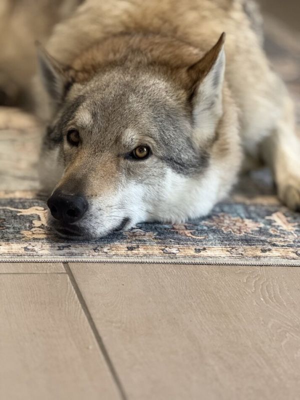 ������ ������ �������� ������ �������� ������� ������� ����