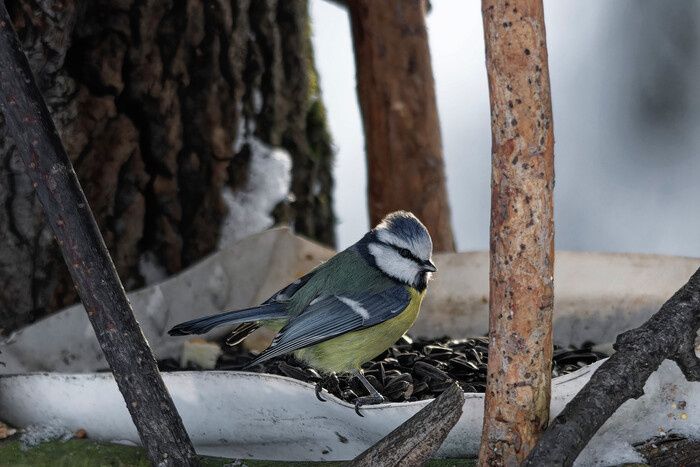 ����� ������������