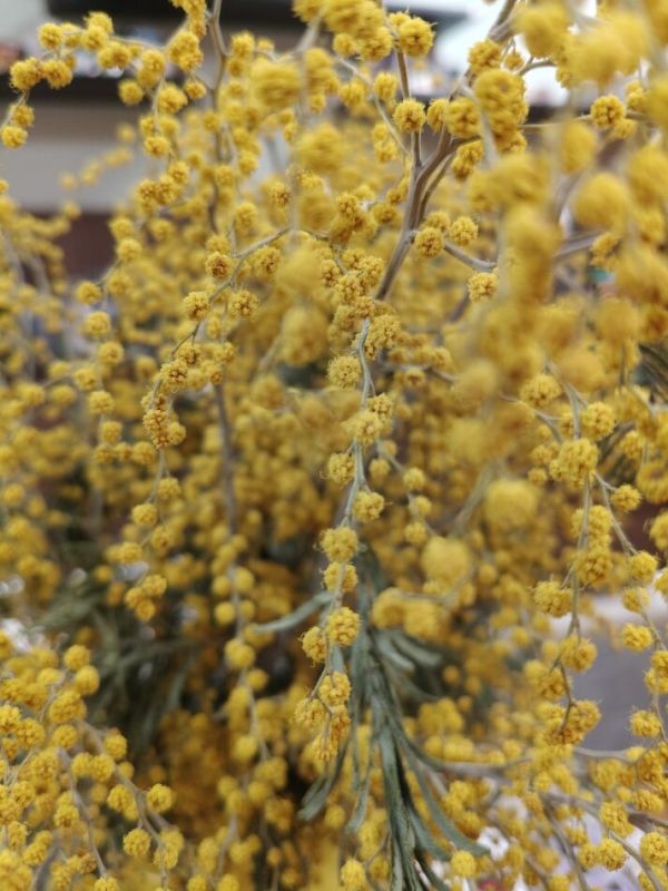 ������ ������� �� �������� ��� ���� � ��������� �������