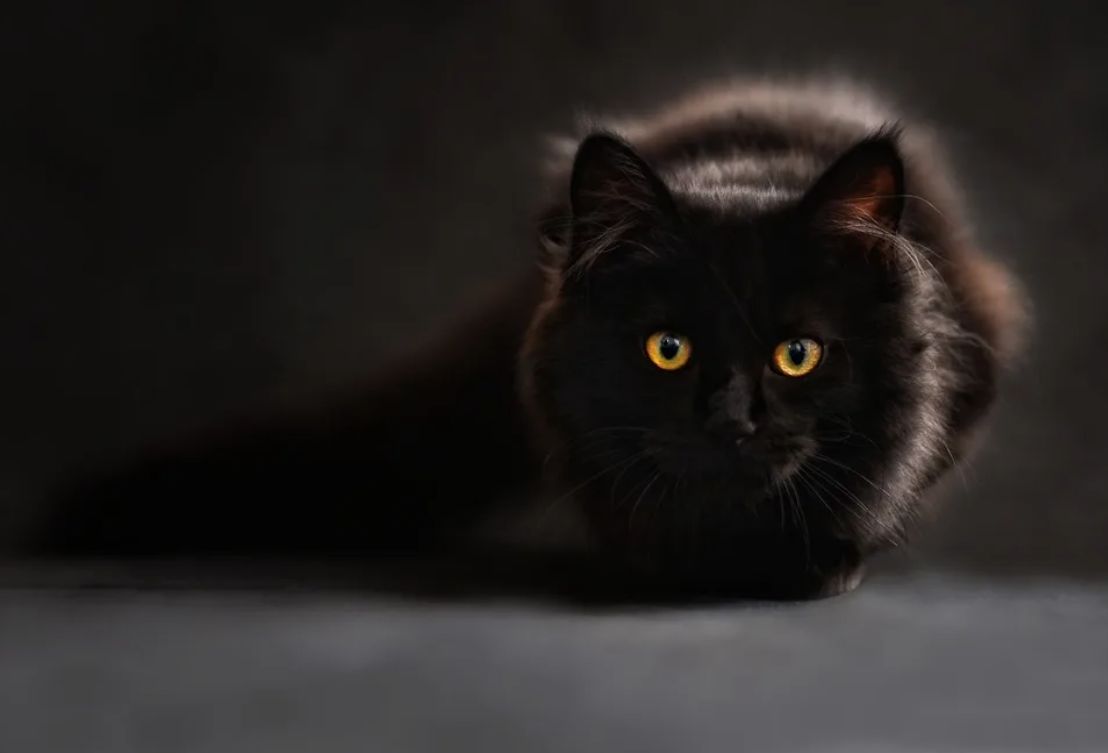 ������ ����������� ������ � ��������