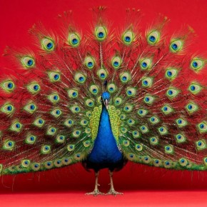 �������� � ����������: �� �������� � ���������� ����������