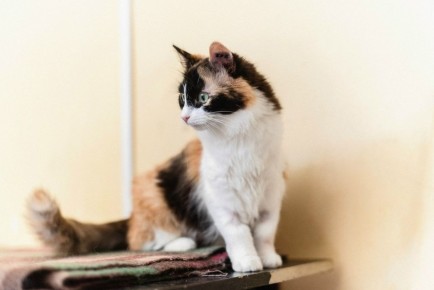 ������ ��� ������ �����