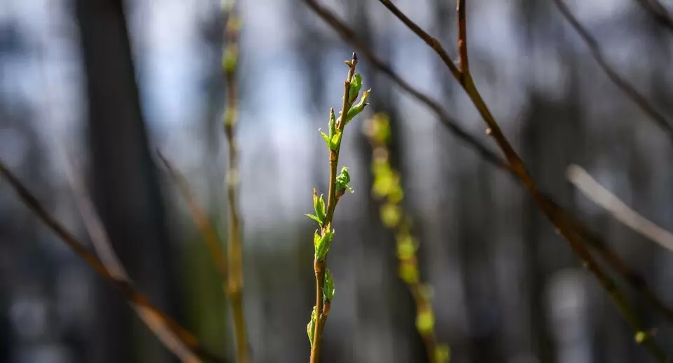 Весеннее обострение настроения: когда стоит обратиться к специалисту