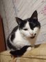 30 апреля: День кошек психолога